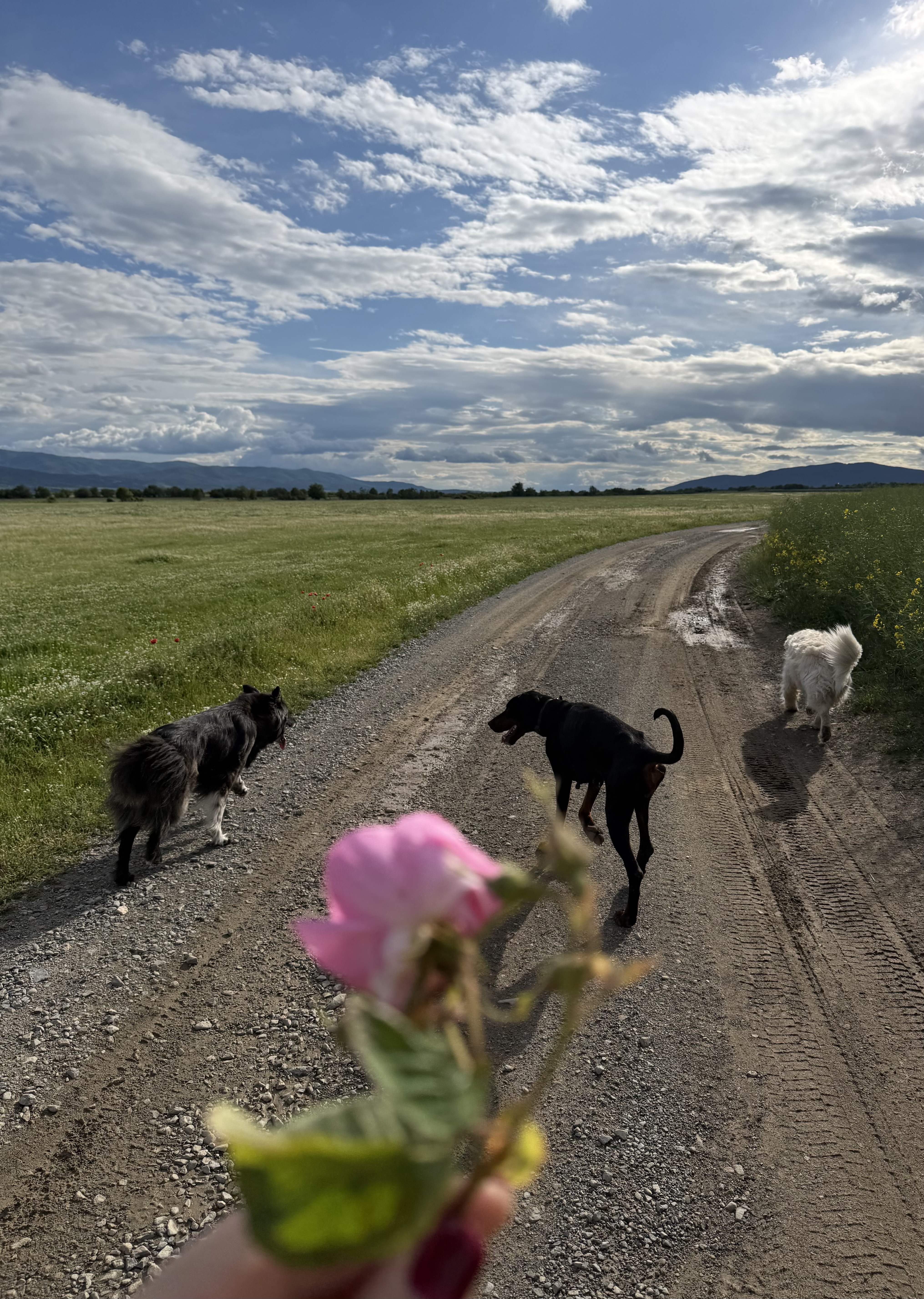 Dogs n' roses