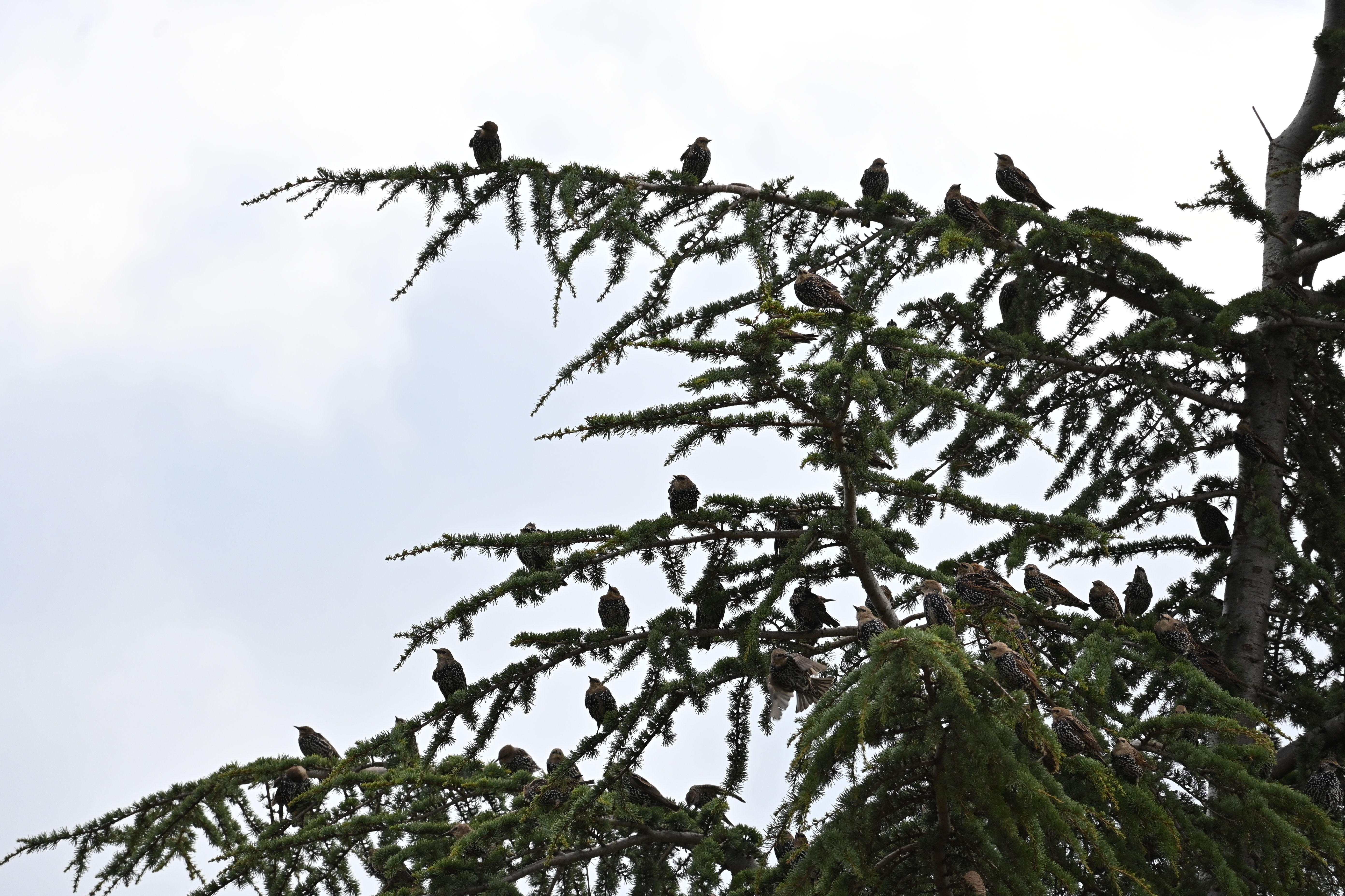 Starlings