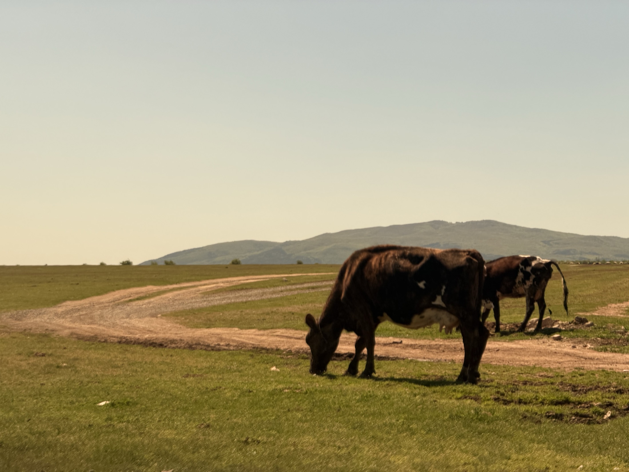 Cattle grazing near G'ostepe