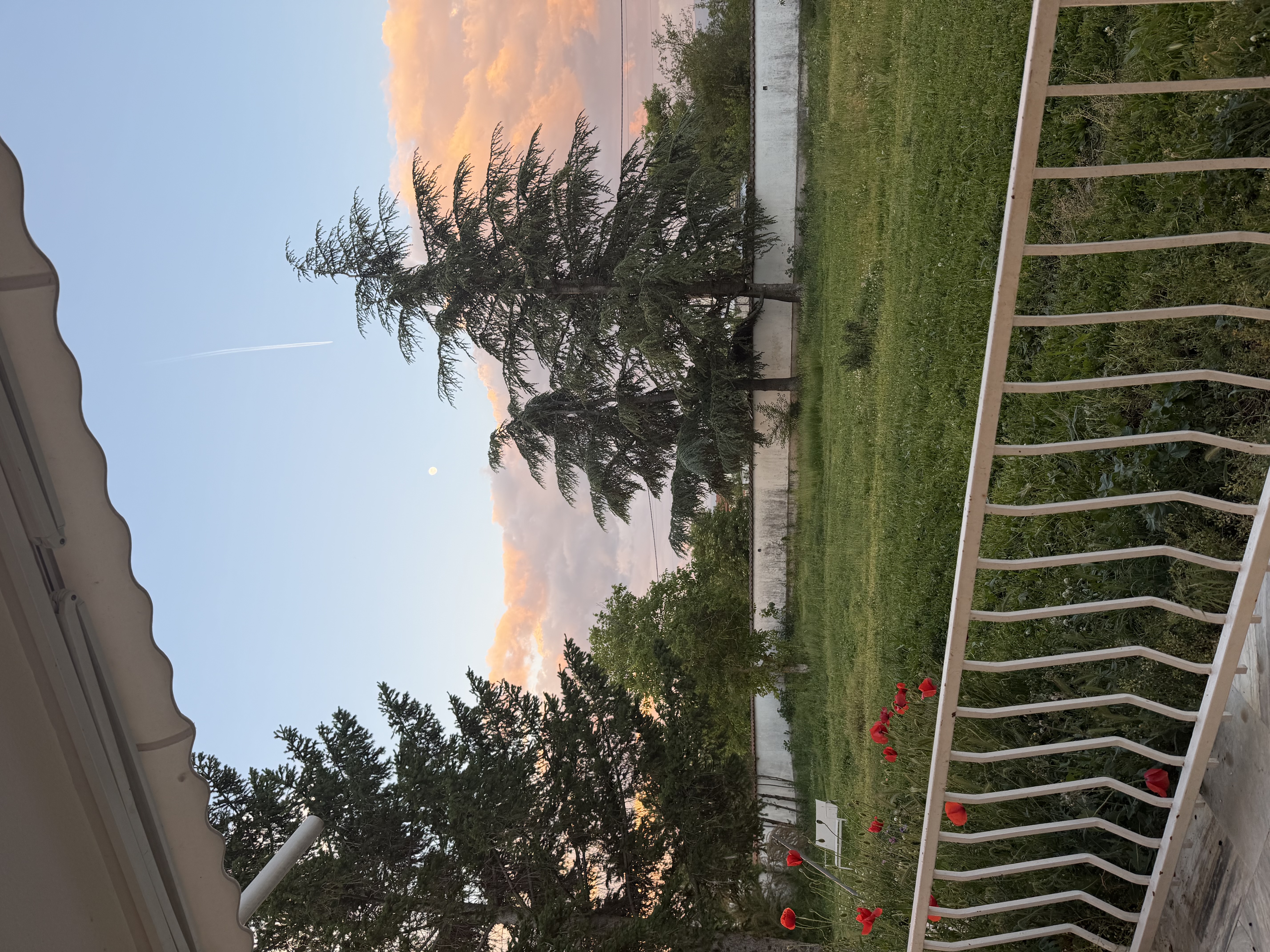 Evening sky over a garden with red poppies
